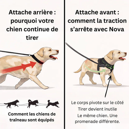 Harnais pour chien anti-traction Nova