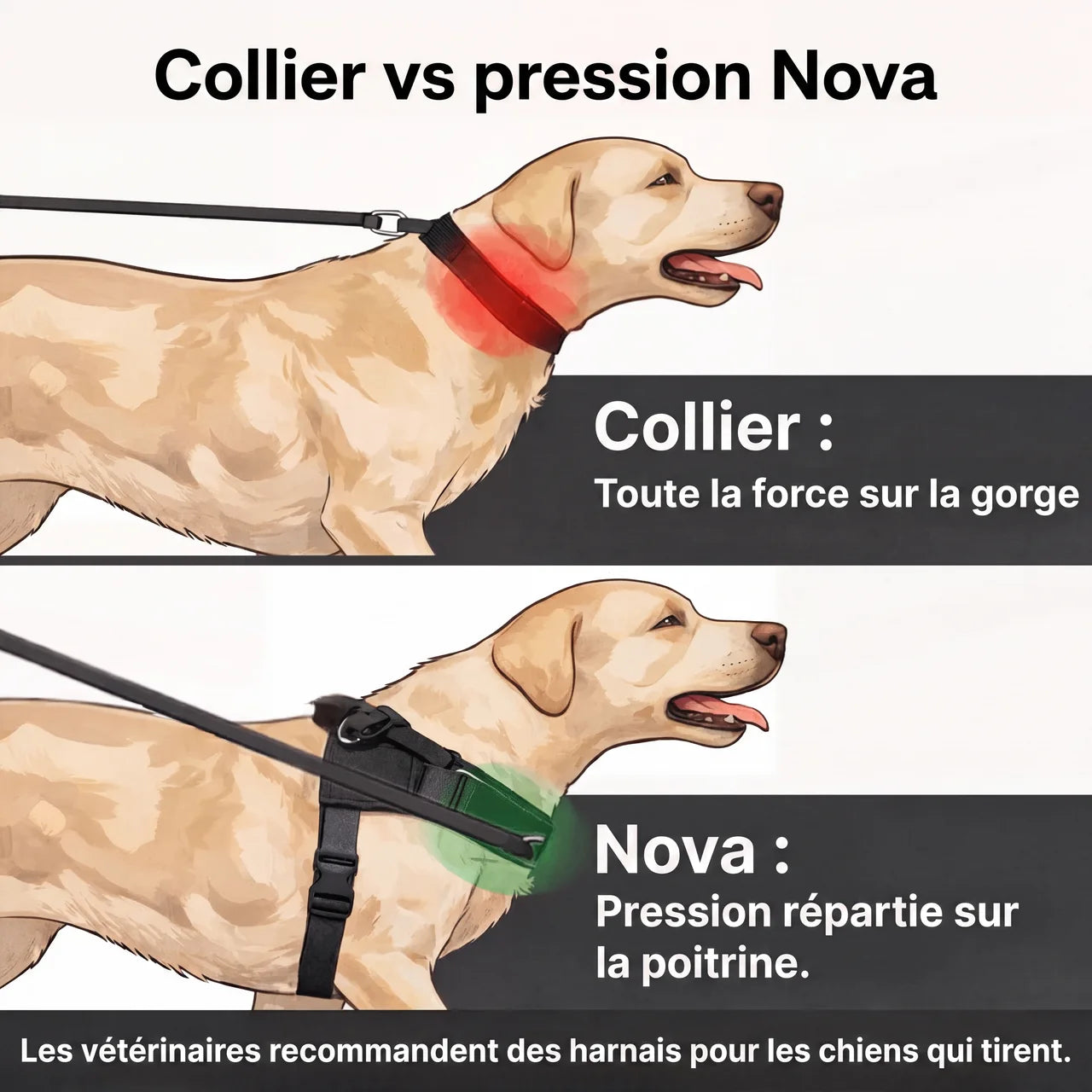 Harnais pour chien anti-traction Nova